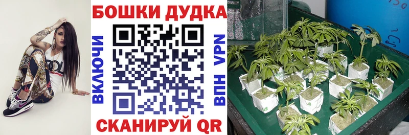 купить наркотик  Кушва  Бошки марихуана семена 
